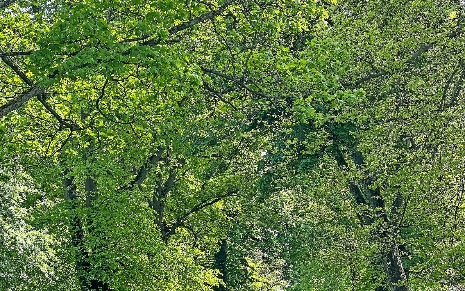 Leafy paths through Lister Park in Bradford